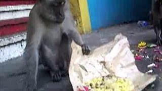 preview picture of video 'Monkey Leader Grey, eats vegetarian food. By Gwendoline Leong MungLan'