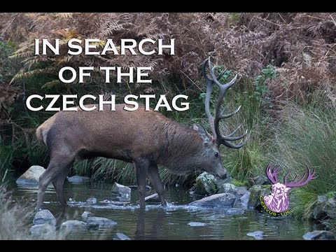 IN SEARCH OF THE CZECH STAG