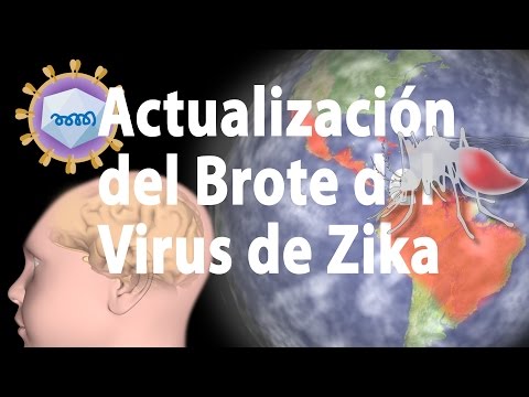 Brote de Zika. Cómo el Virus de Zika daña el Cerebro Fetal, Animación. Alila Medical Media Español.
