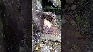 Real Goblin/ Duende in Mexico