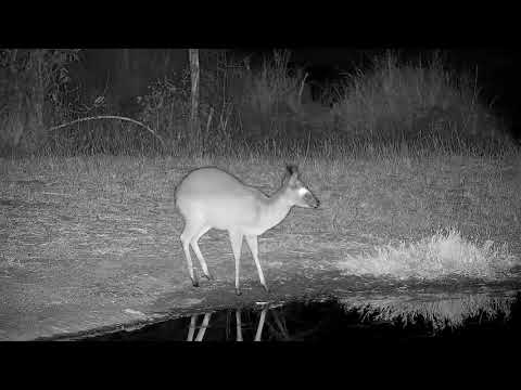 Djuma: Duiker male drinking at the pan - 22:30 - 09/22/21