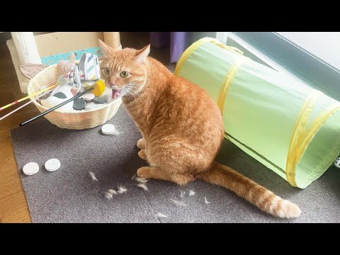 猫の知覚過敏 - 症状と治療