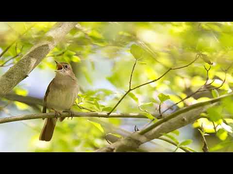 BEST NIGHTINGALE SONG - En İyi Bülbül Sesleri