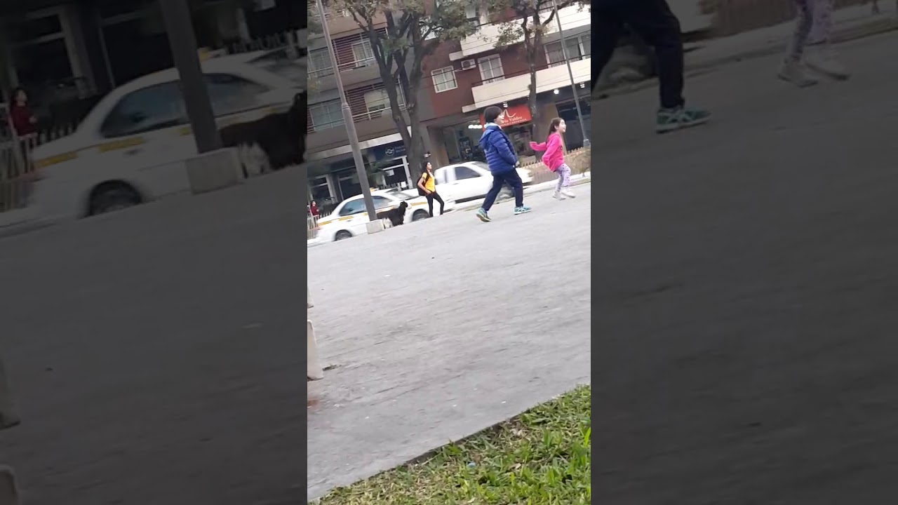 Tucumana sacó a pasear el chivo