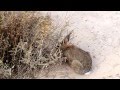 Badlands Bunny. Desert cottontail on a windy day in Badlands National Park.