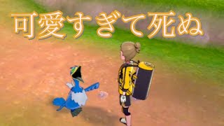 この島ウッウ多くね？