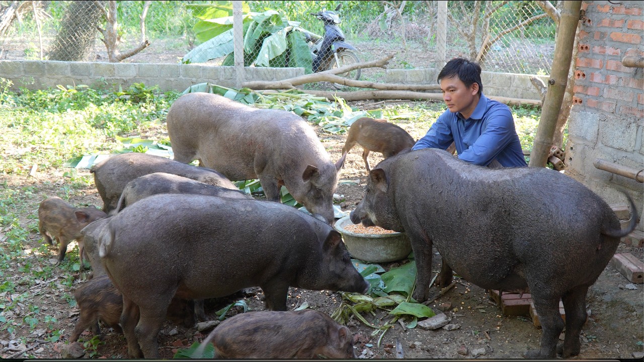 Robert saved the biggest pigs and his chickens for the wedding feast. Green forest life
