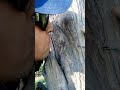 Good Morning My Cute Wild Friend Squirrel Short Squirrel Viralvideo Viral Shorts