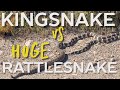 King Snake Vs MASSIVE Rattlesnake