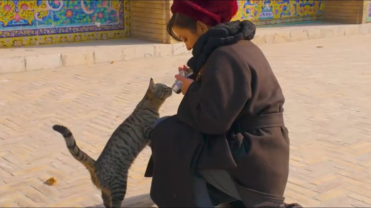 【Wandering Tehran — A City of Iran’s PulseWandering Tehran — A City of Iran’s Pulse】