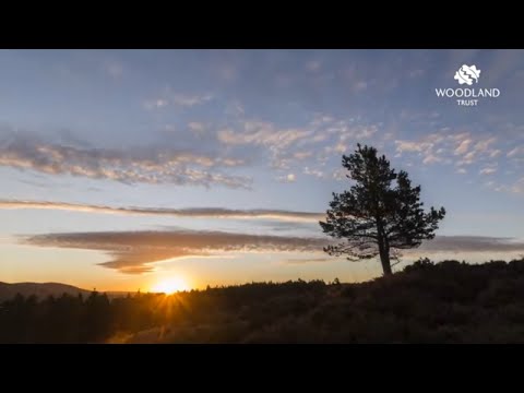 William Shakespeare's Sonnet 73 by Judi Dench