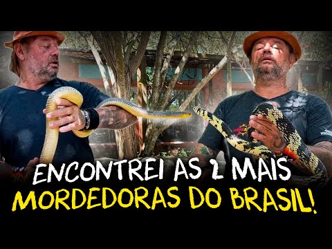 CANINANA AND PAPA-PINTO: MEETING THE TWO MOST BITING SNAKES IN BRAZIL!