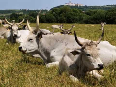 Pocsai Piroska - Kivánságkosaram (elmondja: Andresz Kati)