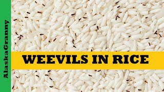 Weevils In Rice...Prevent Weevils...Solutions...Best Ways To Store Rice
