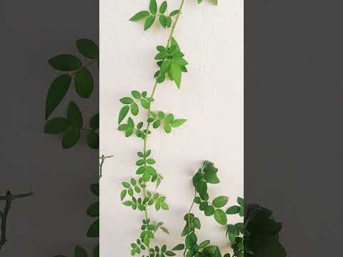 my indoor kids 1#shortsviral #shortvideo #tranding #youtubeshorts