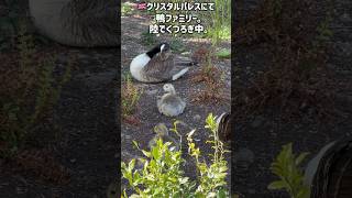 ロンドン🇬🇧クリスタルパレスの可愛い動物たち