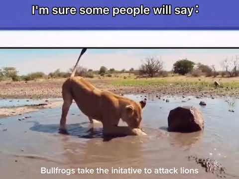 Bullfrog take the Initiative to attack the lion