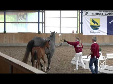 39 Holsteiner Stute Donnalottchen von Sandro Boy   Concept   Calido I   Landgraf I