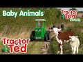 Lets Look At Baby Animals On The Farm 🍼 | Tractor Ted Shorts | Tractor Ted Official Channel