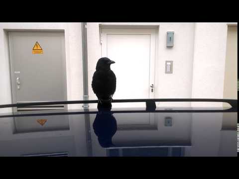 Sprechender Rabe "Alfred" in Meiningen