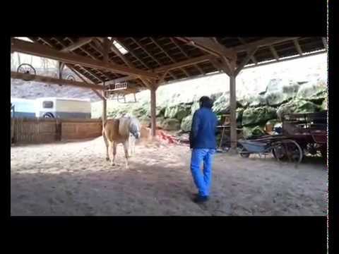 Haflingerzucht Luef - Fohlen 2015