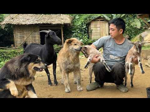 Diese beiden klugen kleinen Ziegen haben das große Glück, glücklich und harmonisch mit ihren