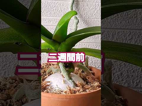 ケイキを失敗せずに育てるには？新しい蘭を育てる正しい方法  庭園