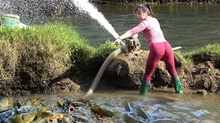 Using smart pump: The girl has harvested a lot of carp to bring to the market to sell | Nana Fishing