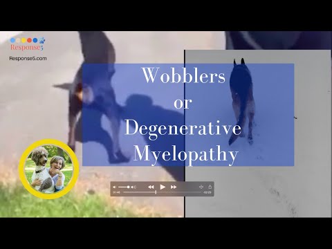 Wobblers Syndrome or Degenerative Myelopathy in Dogs? Ataxia Symptoms and Treatment