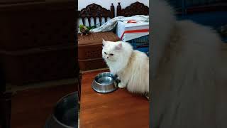 Download lagu catlovers k liye yeh khas batay #cute #cat #cutecat #catshortsvideo #lovelycat mp3