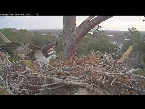 Osprey Drops Off Nesting Material In Quick Visit To Savannah Cam – Feb. 5, 2020
