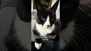 The vet #funnyanimals #cat #petsrule #funnypets #funnycats #funny #cute #cattok #petme