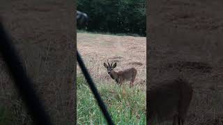 Bock auf Bockjagd? #hunting #roebuck #buckseason