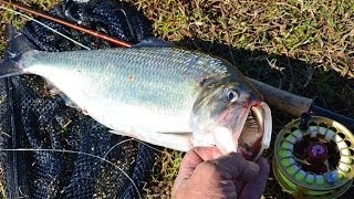 The Florida Shad Run