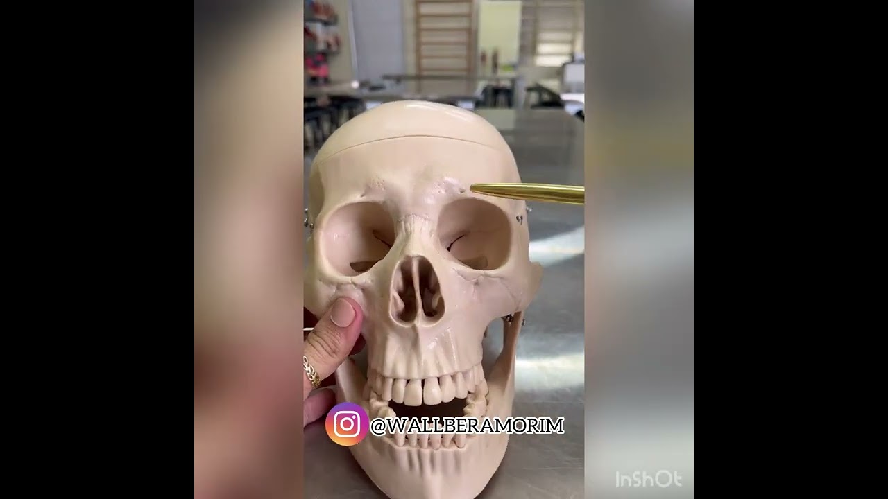 Aula Prática Anatomia 03: Suturas do Crânio; Prof. Walber Amorim