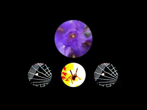 Immanuel - Violeta Gavronskiy