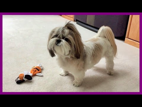 Lacey is howling and barking at her squeaky toy 🐶😆 | Cute Shih Tzu dog 🐾