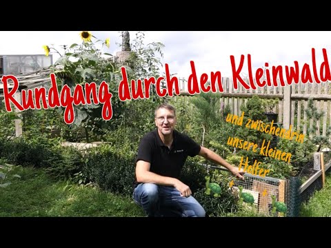 Bonsaigarten „Kleinwald“ und die Lösung meiner Unkrautprobleme 🐢 Pre-Bonsai 2023/33