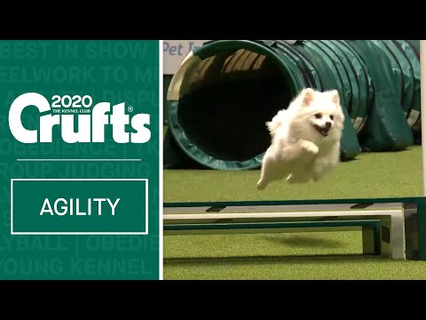 Watch Fling the German Spitz smash the agility course | ​Crufts 2020