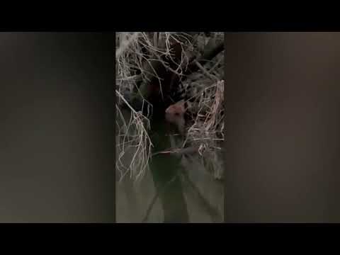 Primeras imágenes de un castor fiber en la provincia de Salamanca