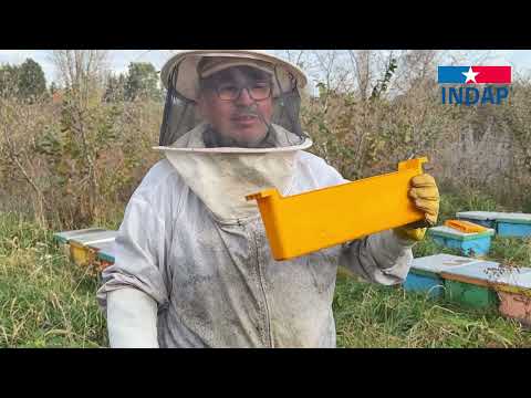 Cooperativa Apícola Abejas del Cautín en el Mes Internacional de las Abejas