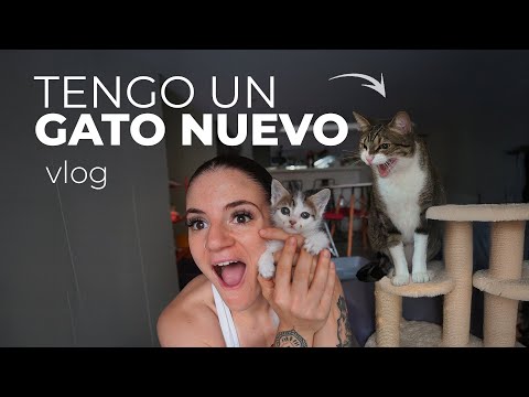 ADOPTE UN GATITO *reaccion de mi otro gato*