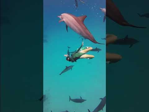 Diving the Red Sea Egypt 😲🐬 #liveaboard #diving #dolphins