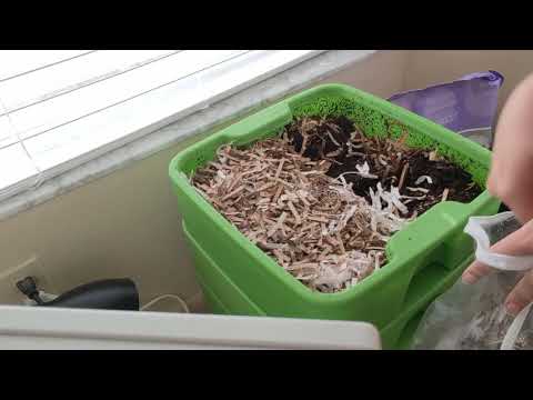 Hot Frog Living Composter Day 183 - Gnat Problem Gone + Mini Feeding - Vermicomposting