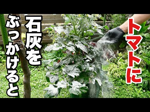 トマトの一般的な病気: それらを予防、認識、治療するにはどうすればよいですか?  庭園