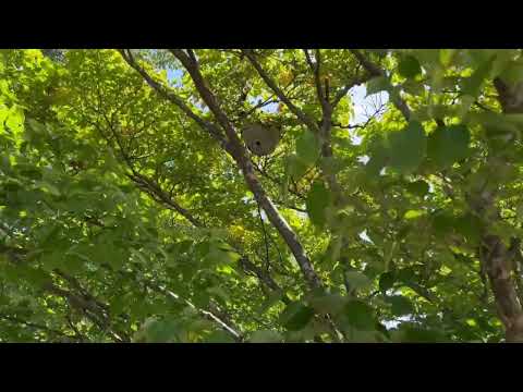 Bald-Faced Hornets Nest High Up in the Tree in Old Bridge, NJ