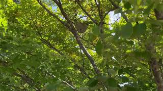 Watch video: Bald-Faced Hornets Nest High Up in the Tree in Old Bridge, NJ