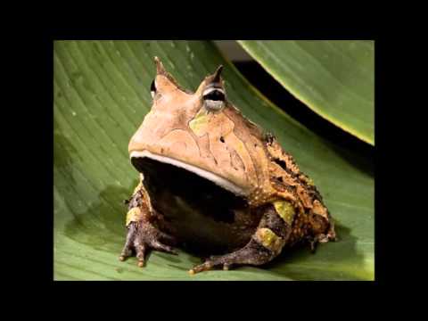 Todd Terry boxed sd2