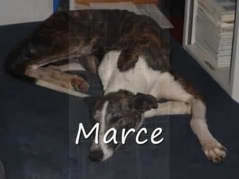 Perros Olivenza (Protectora Viba) 2