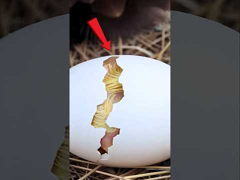 She Crushed Her Own Egg... Then A Miracle Happened 😱🥚